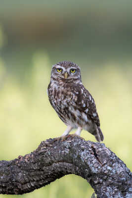 Un réveil difficile ...