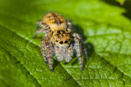 L'araignée sauteuse ou salticides