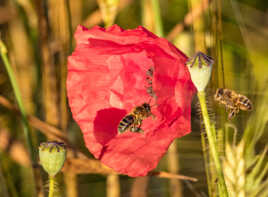 c'est par là le coquelicots ?