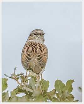 Accenteur mouchet sur les Alpilles