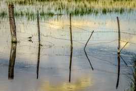 Couleurs de Camargue