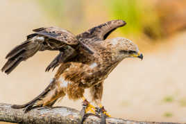 Rapace de Beauval