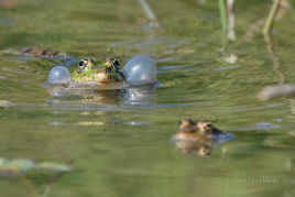 L'appel du printemps