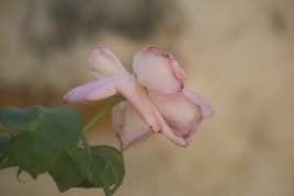 Rose tendresse