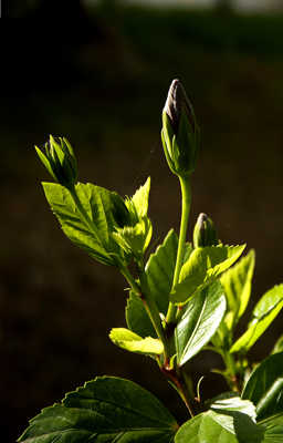 Un hibiscus