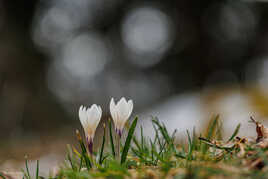 Crocus d'un jour