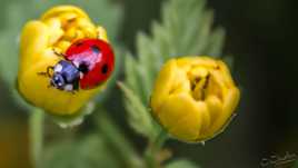 coccinelle du jardin