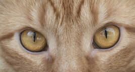 Regard Felin