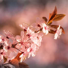 L'arrivée du printemps