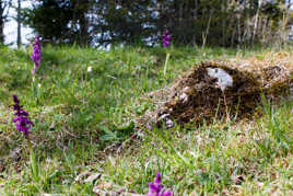 Roche au milieu des lys