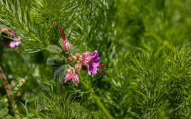 géranium vivace isolé