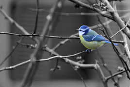 Touches de couleurs n°6 - Mésange