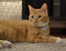 Chat d’appartement