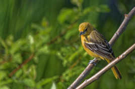 Oriole de Baltimore femelle