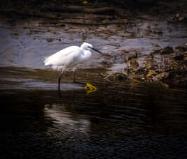 aigrette