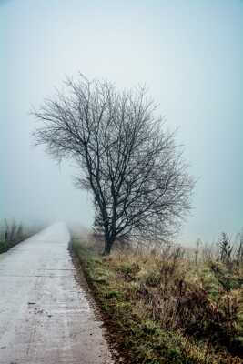 Un beau sujet dans le brouillard