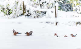 La vie des geais #7: