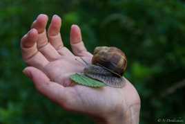 escargot