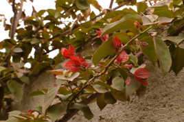 Début de floraison du Bougainvillier