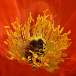 Festin de pollen