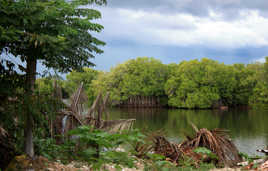 MANGROVES