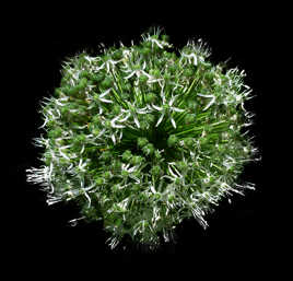 Feu d'artifice nature