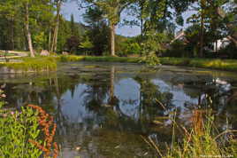 Reflets sur l'étang