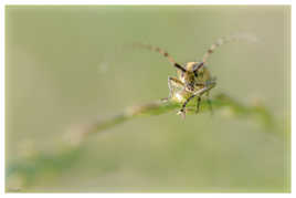 Agapanthia villosoviridescens L’Agapanthe de l’Angelique