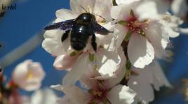 bzzzzzzzz un bisou ?