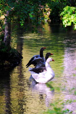 En attendant la r'vue !