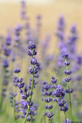 lavande