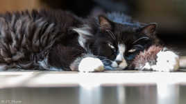 Test objectif passe game Yongnuo