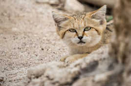 Chat des sables