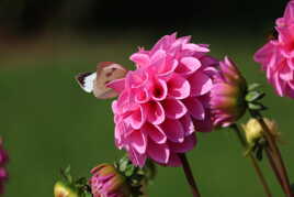 Papillon profitant d’une belle journée automnale