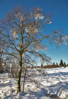 L'hiver en Fagne 2