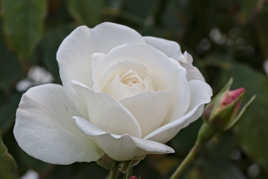 Rose de novembre