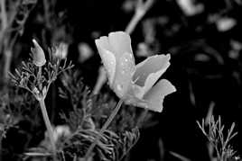 Eschscholtzia et ses perles d'eau en N&B