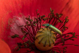 Psilothrix viridicoerulea