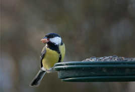 Les yeux plus gros que le bec