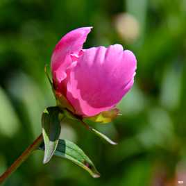 Pivoine prête à éclore