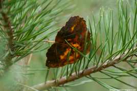 Feuille d'automne et branche de pin