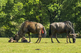 Jumeaux