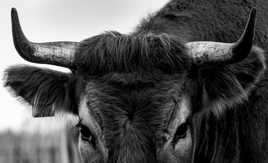 La belle Nantaise N&B