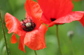 coquelicot and co