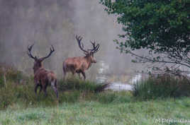 CERFS DANS LA BRUME