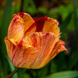 Une autre fleur pour la route.