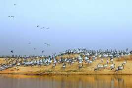 Migration des Grues demoiselles à Keechan