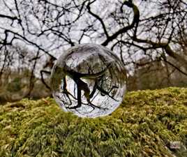 L'arbre dans la bulle