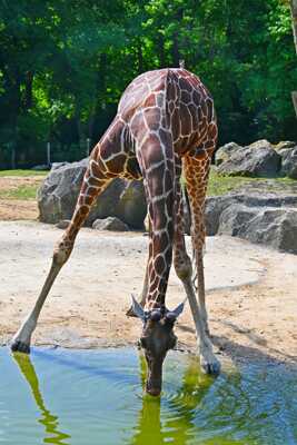 Pas simple de se désaltérer!