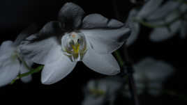 Orchidée en 2 façons